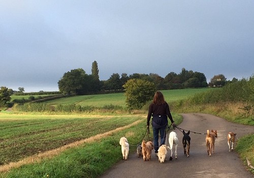 Fish swim, birds fly and dogs walk