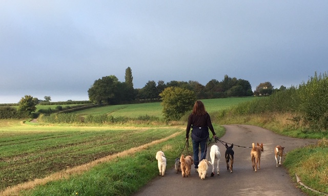 Fish swim, birds fly and dogs walk