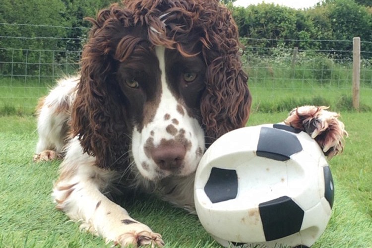 Dog playing