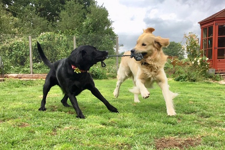 Dogs playing