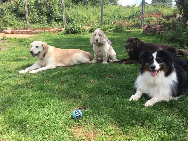 Dogs resting in shade
