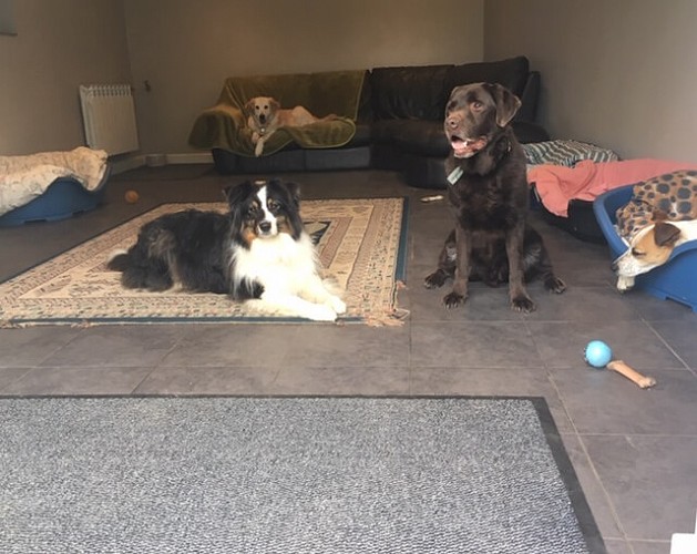 Dogs resting
