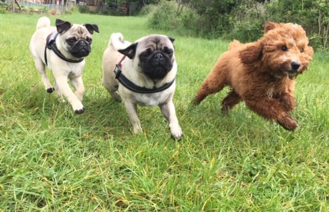 Dogs playing