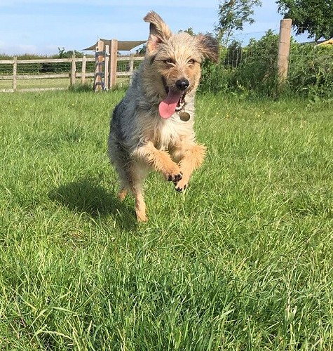 Dog playing