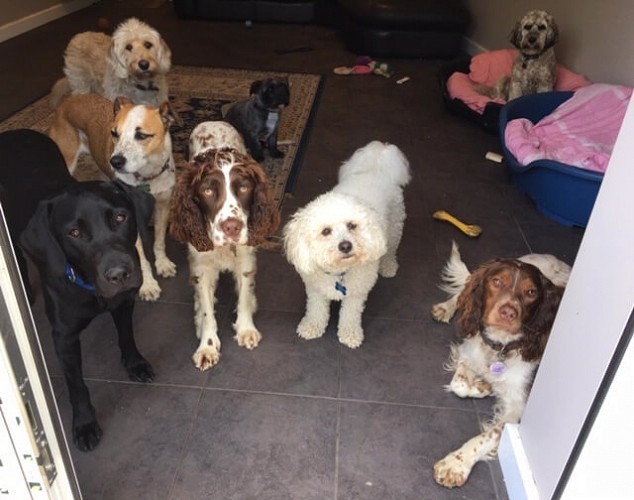 Dogs resting