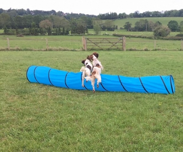 Dogs playing
