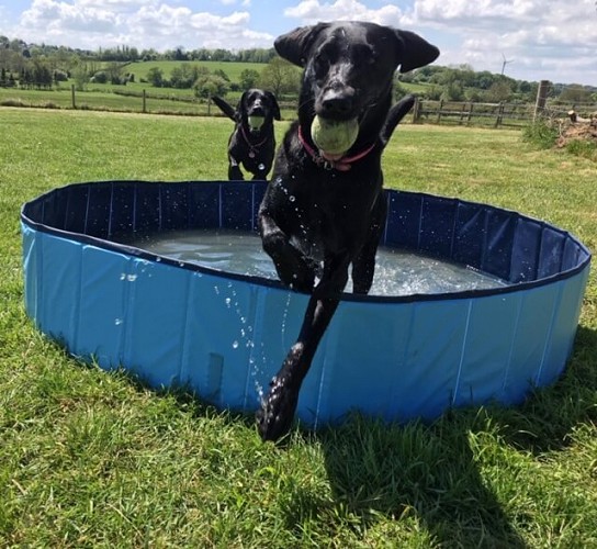 Dogs playing