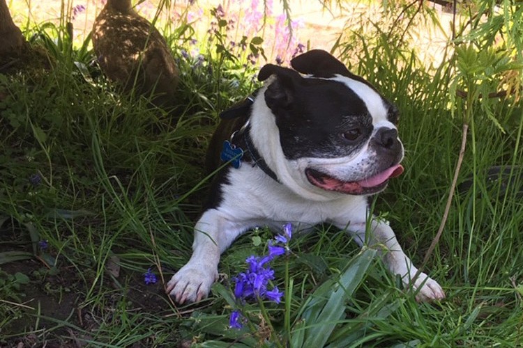 Dog resting in shade