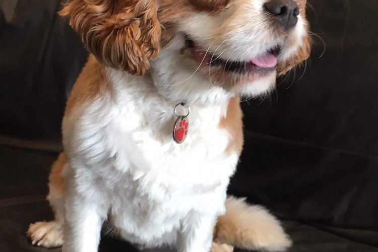 Dog resting