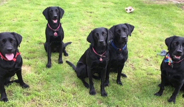 Dogs waiting