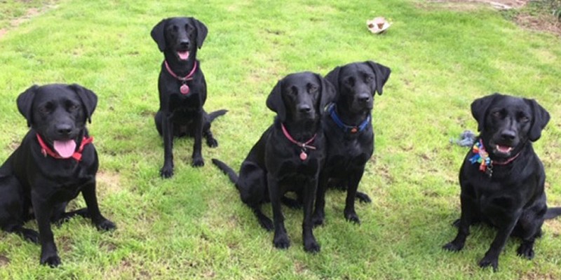 Dogs waiting