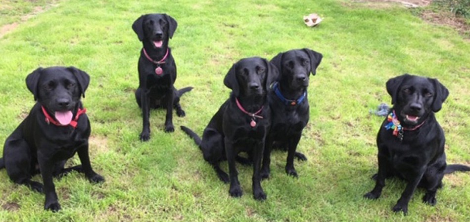 Dogs waiting