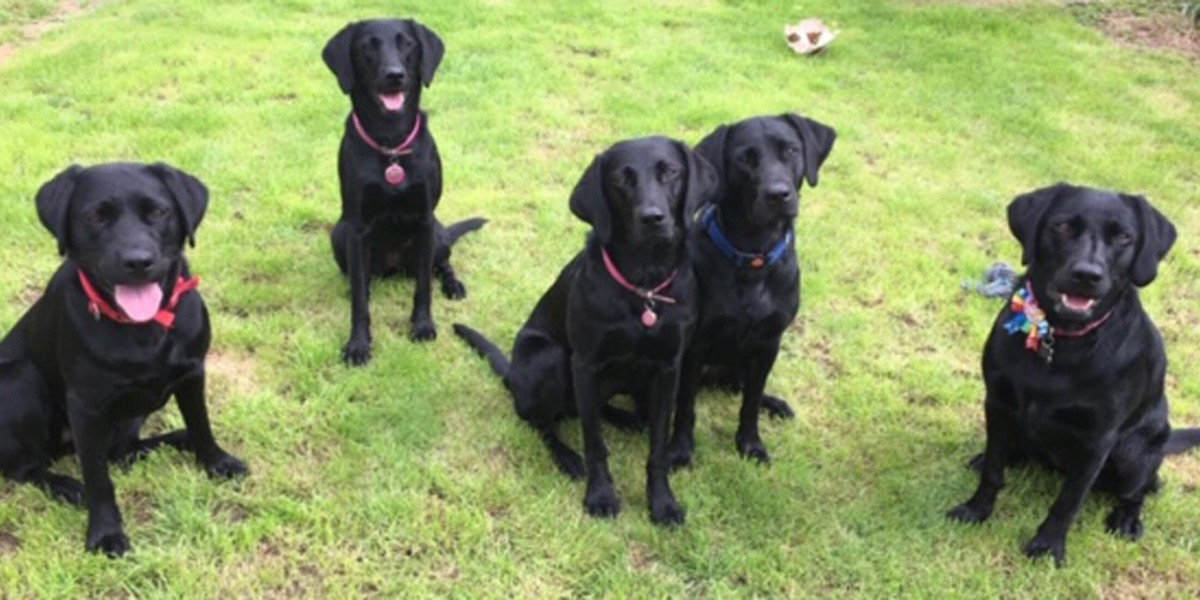 Dogs waiting