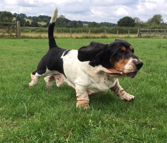 Dog playing