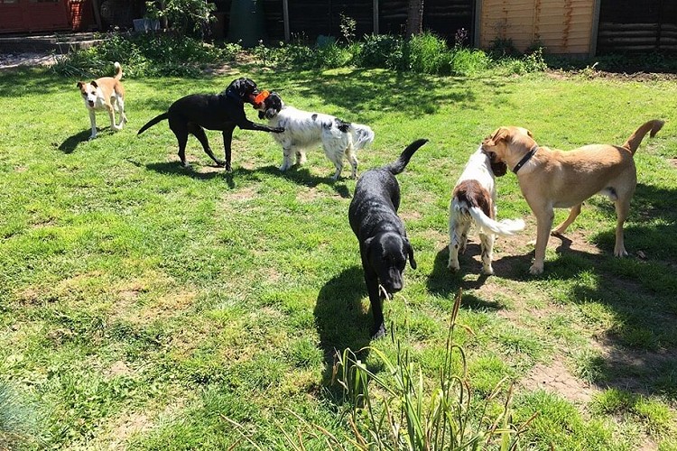 Dogs playing