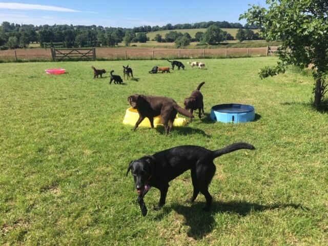 Dogs playing
