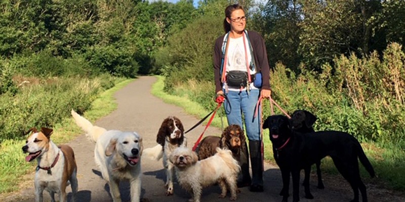 Walking Dogs