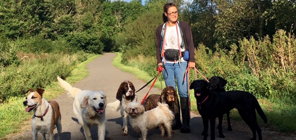Walking Dogs