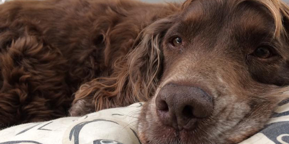 Dog resting
