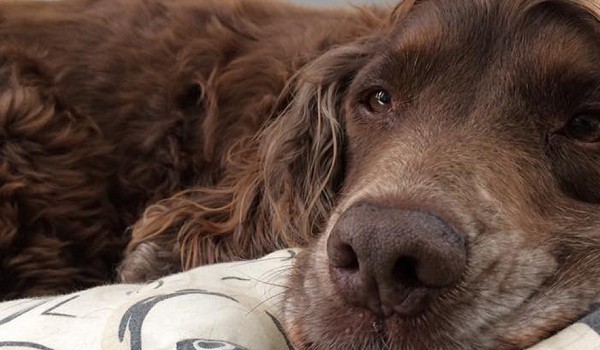 Dog resting