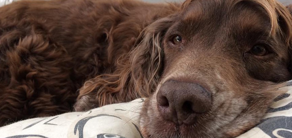 Dog resting